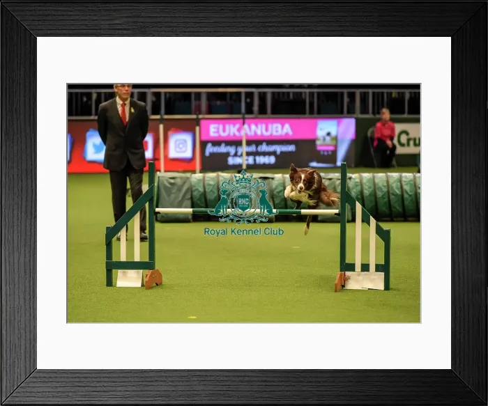 Framed Print : Crufts 2019 - Day Two, NEC, UK - 8 Mar 2019 Framed Print : Crufts 2019 - Day Two, NEC, UK - 8 Mar 2019