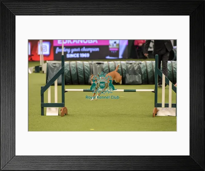 Framed Print : Crufts 2019 - Day Two, NEC, UK - 8 Mar 2019 Framed Print : Crufts 2019 - Day Two, NEC, UK - 8 Mar 2019