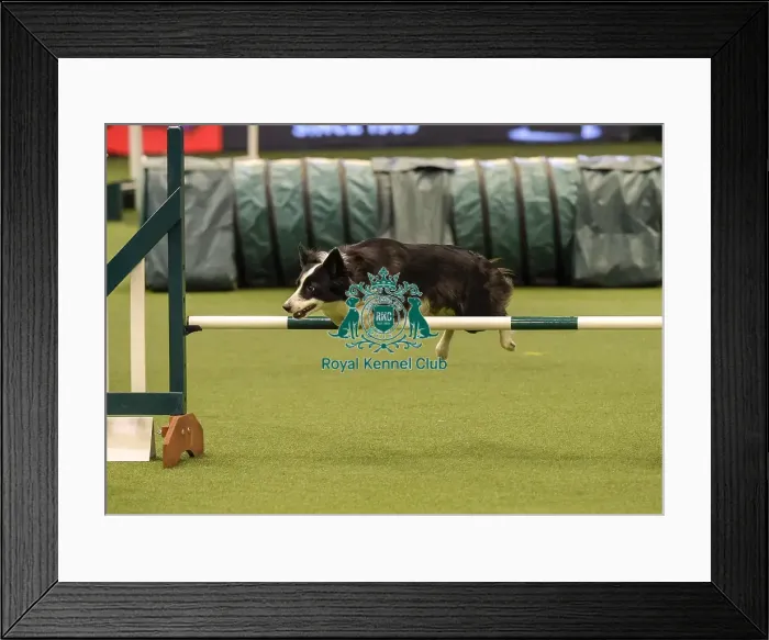 Framed Print : Crufts 2019 - Day Two, NEC, UK - 8 Mar 2019