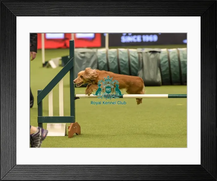 Framed Print : Crufts 2019 - Day Two, NEC, UK - 8 Mar 2019
