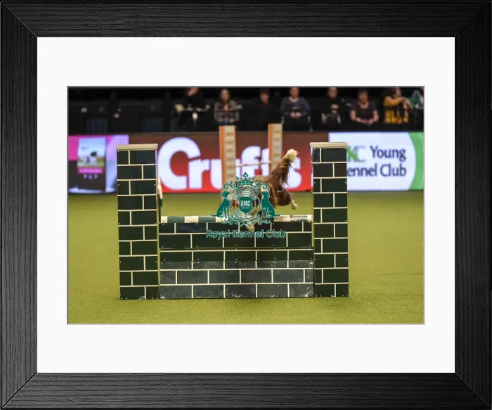Framed Print : Crufts 2019 - Day Two, NEC, UK - 8 Mar 2019 Framed Print : Crufts 2019 - Day Two, NEC, UK - 8 Mar 2019