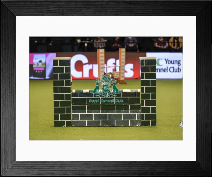 Framed Print : Crufts 2019 - Day Two, NEC, UK - 8 Mar 2019 Framed Print : Crufts 2019 - Day Two, NEC, UK - 8 Mar 2019