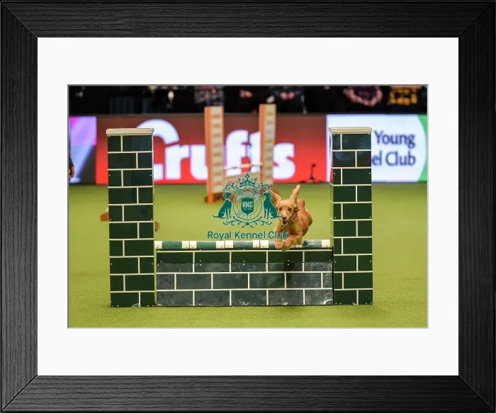 Framed Print : Crufts 2019 - Day Two, NEC, UK - 8 Mar 2019 Framed Print : Crufts 2019 - Day Two, NEC, UK - 8 Mar 2019
