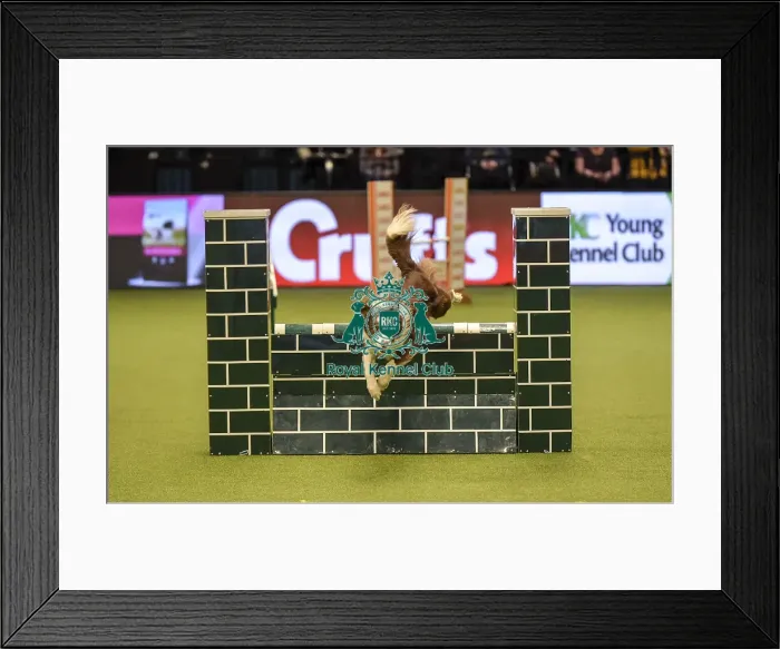 Framed Print : Crufts 2019 - Day Two, NEC, UK - 8 Mar 2019 Framed Print : Crufts 2019 - Day Two, NEC, UK - 8 Mar 2019