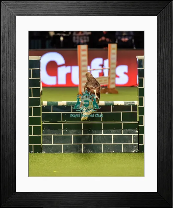 Framed Print : Crufts 2019 - Day Two, NEC, UK - 8 Mar 2019 Framed Print : Crufts 2019 - Day Two, NEC, UK - 8 Mar 2019