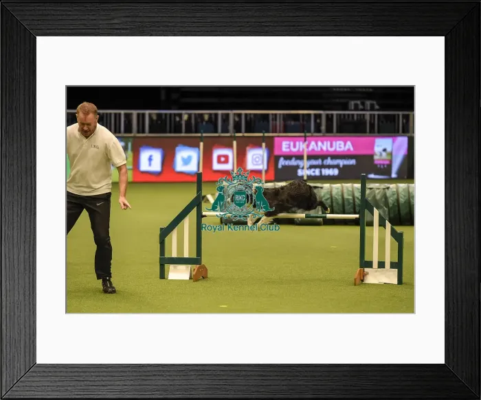Framed Print : Crufts 2019 - Day Two, NEC, UK - 8 Mar 2019 Framed Print : Crufts 2019 - Day Two, NEC, UK - 8 Mar 2019