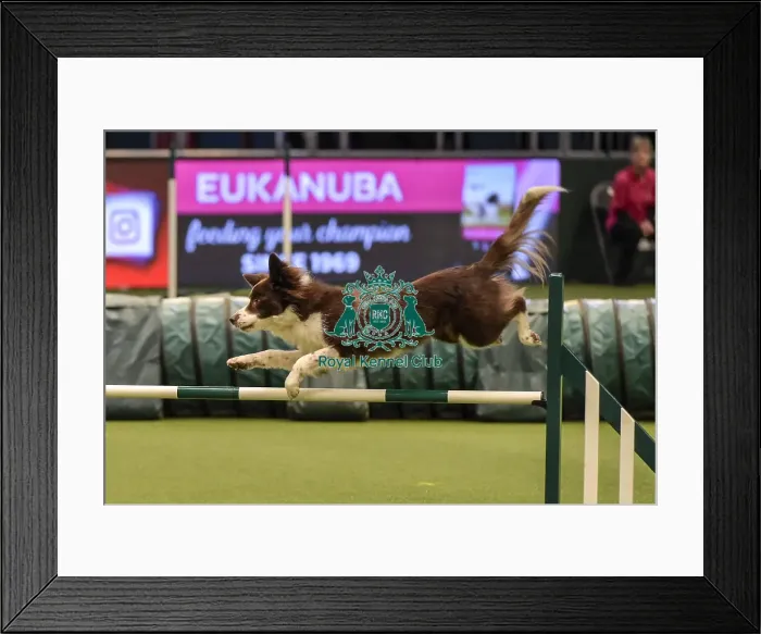 Framed Print : Crufts 2019 - Day Two, NEC, UK - 8 Mar 2019 Framed Print : Crufts 2019 - Day Two, NEC, UK - 8 Mar 2019