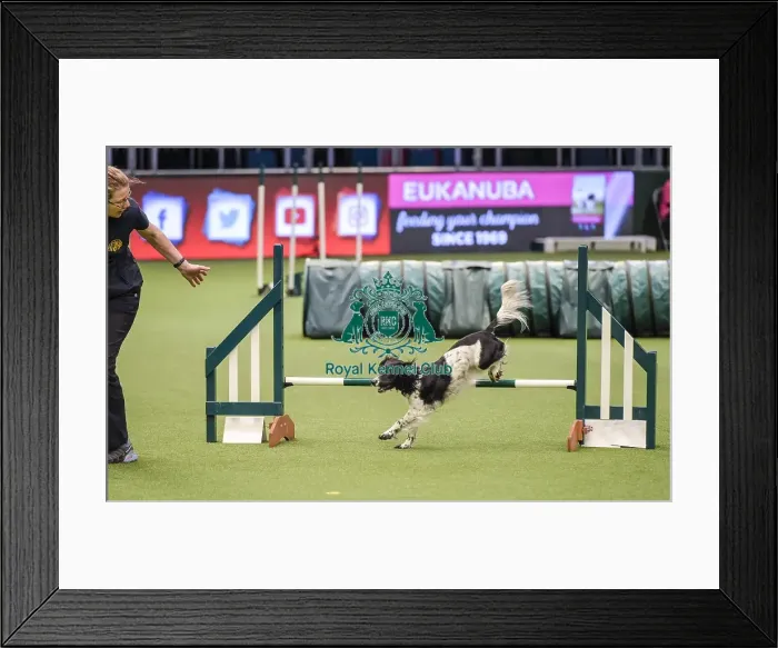 Framed Print : Crufts 2019 - Day Two, NEC, UK - 8 Mar 2019 Framed Print : Crufts 2019 - Day Two, NEC, UK - 8 Mar 2019