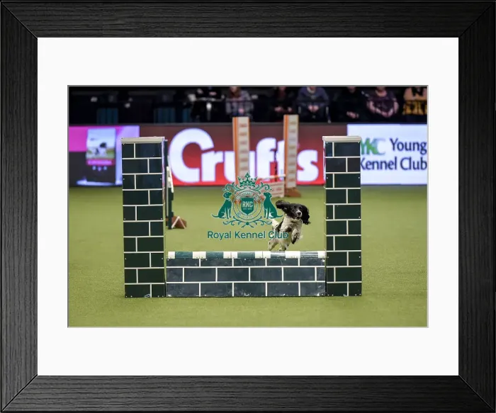 Framed Print : Crufts 2019 - Day Two, NEC, UK - 8 Mar 2019