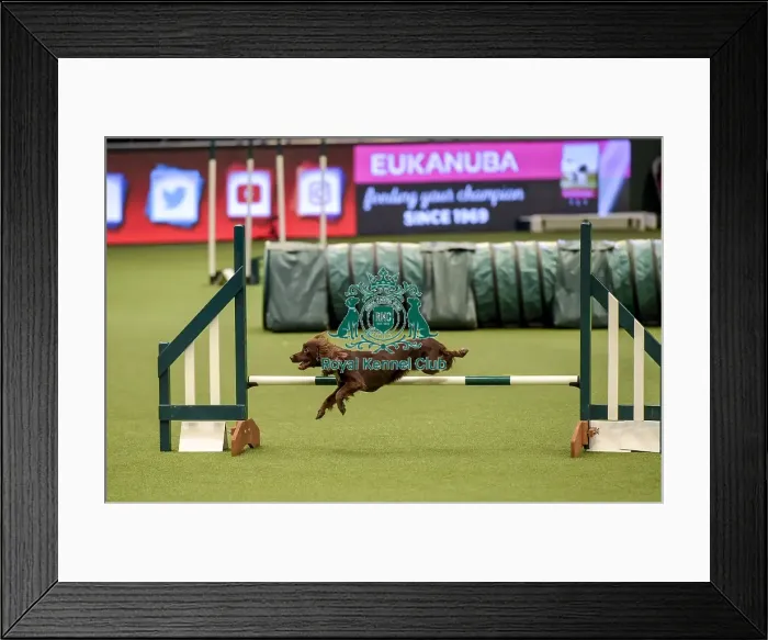 Framed Print : Crufts 2019 - Day Two, NEC, UK - 8 Mar 2019