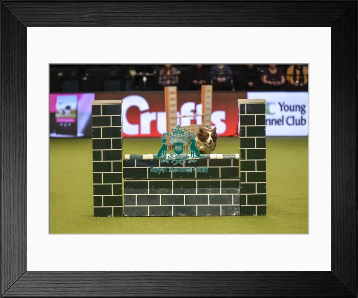 Framed Print : Crufts 2019 - Day Two, NEC, UK - 8 Mar 2019