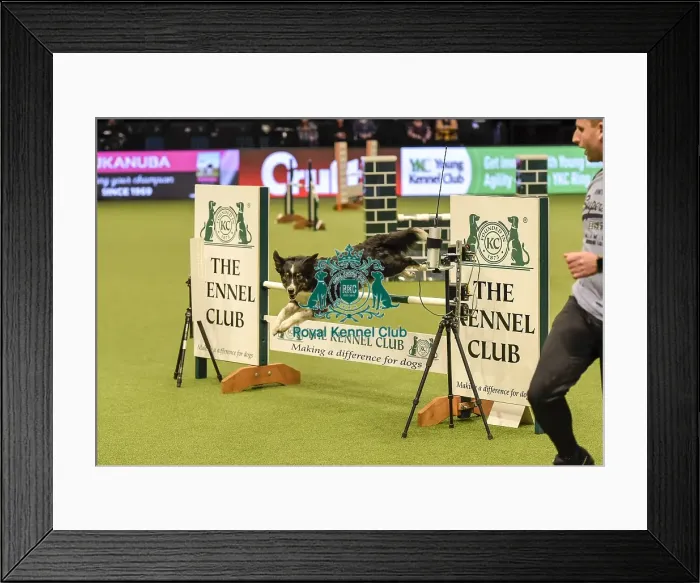 Framed Print : Crufts 2019 - Day Two, NEC, UK - 8 Mar 2019 Framed Print : Crufts 2019 - Day Two, NEC, UK - 8 Mar 2019