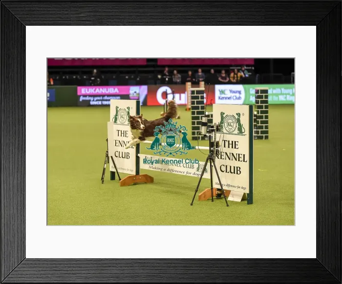 Framed Print : Crufts 2019 - Day Two, NEC, UK - 8 Mar 2019 Framed Print : Crufts 2019 - Day Two, NEC, UK - 8 Mar 2019