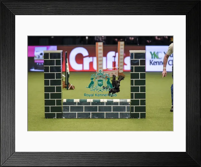 Framed Print : Crufts 2019 - Day Two, NEC, UK - 8 Mar 2019 Framed Print : Crufts 2019 - Day Two, NEC, UK - 8 Mar 2019