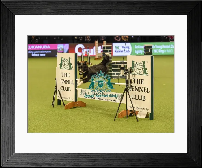 Framed Print : Crufts 2019 - Day Two, NEC, UK - 8 Mar 2019 Framed Print : Crufts 2019 - Day Two, NEC, UK - 8 Mar 2019