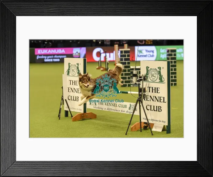 Framed Print : Crufts 2019 - Day Two, NEC, UK - 8 Mar 2019 Framed Print : Crufts 2019 - Day Two, NEC, UK - 8 Mar 2019