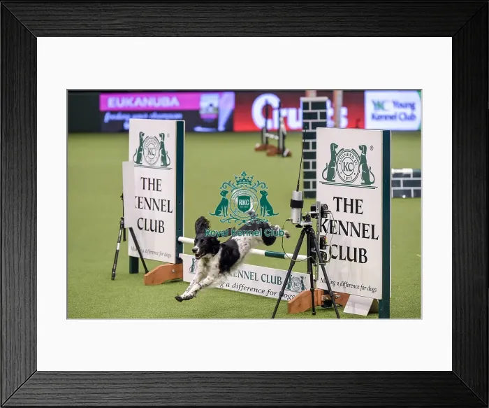 Framed Print : Crufts 2019 - Day Two, NEC, UK - 8 Mar 2019 Framed Print : Crufts 2019 - Day Two, NEC, UK - 8 Mar 2019