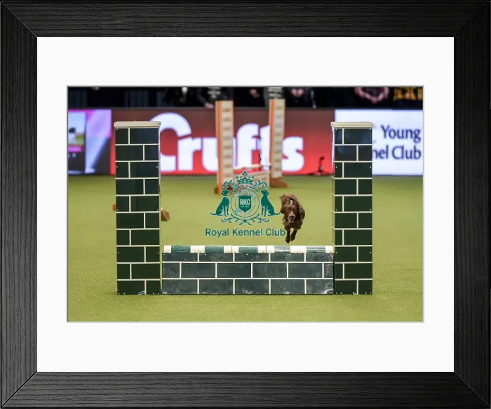 Framed Print : Crufts 2019 - Day Two, NEC, UK - 8 Mar 2019 Framed Print : Crufts 2019 - Day Two, NEC, UK - 8 Mar 2019