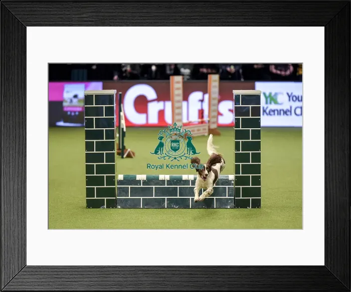 Framed Print : Crufts 2019 - Day Two, NEC, UK - 8 Mar 2019 Framed Print : Crufts 2019 - Day Two, NEC, UK - 8 Mar 2019