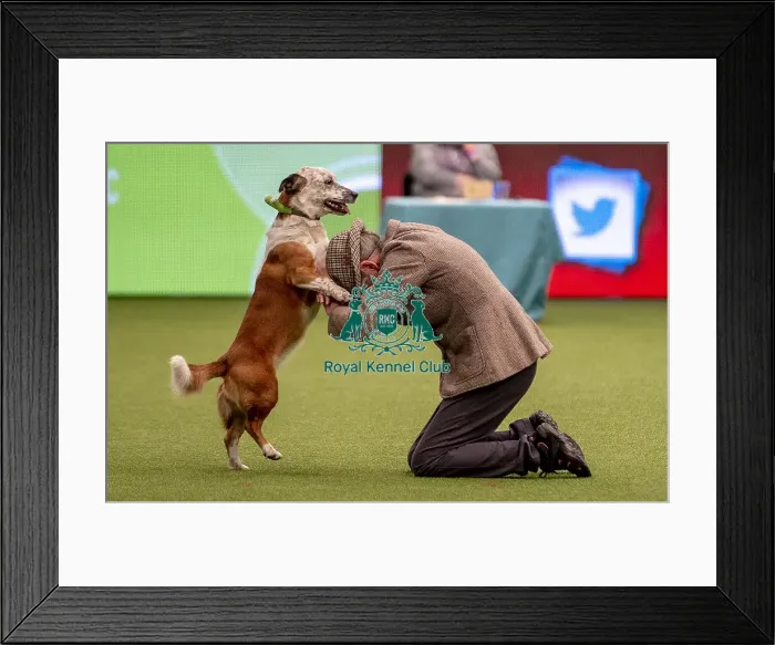 Framed Print : Crufts 2019 - Day One, NEC, UK - 7 Mar 2019 Framed Print : Crufts 2019 - Day One, NEC, UK - 7 Mar 2019