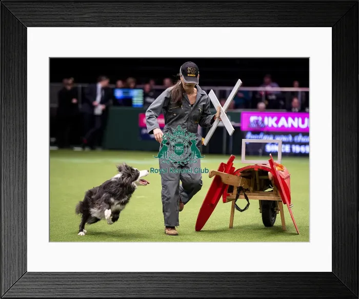 Framed Print : Crufts 2019 - Day One, NEC, UK - 7 Mar 2019 Framed Print : Crufts 2019 - Day One, NEC, UK - 7 Mar 2019