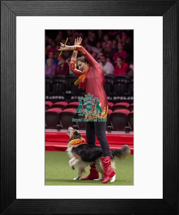 Framed Print : Crufts 2019 - Day One, NEC, UK - 7 Mar 2019 Framed Print : Crufts 2019 - Day One, NEC, UK - 7 Mar 2019