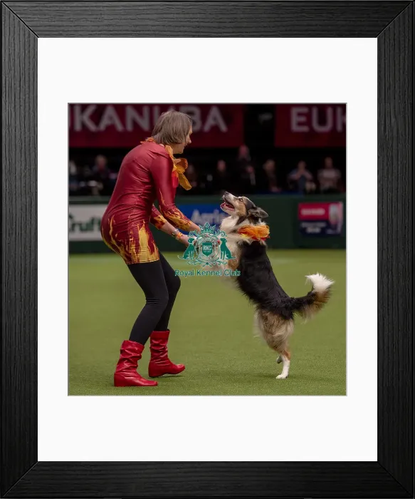 Framed Print : Crufts 2019 - Day One, NEC, UK - 7 Mar 2019 Framed Print : Crufts 2019 - Day One, NEC, UK - 7 Mar 2019