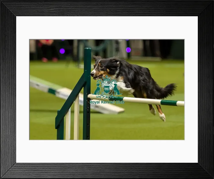 Framed Print : Crufts 2019 - Day One, NEC, UK - 7 Mar 2019 Framed Print : Crufts 2019 - Day One, NEC, UK - 7 Mar 2019