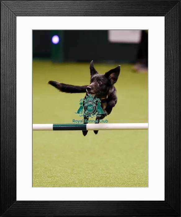 Framed Print : Crufts 2019 - Day One, NEC, UK - 7 Mar 2019 Framed Print : Crufts 2019 - Day One, NEC, UK - 7 Mar 2019