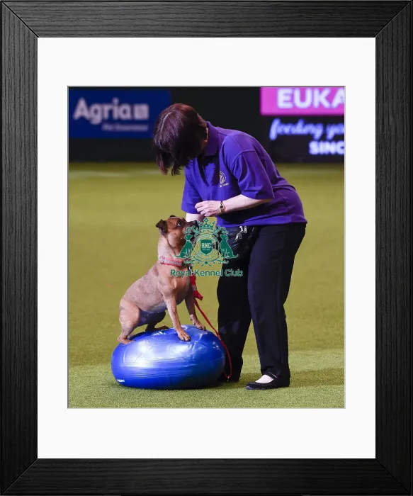 Framed Print : Crufts 2019 - Day One, NEC, UK - 7 Mar 2019 Framed Print : Crufts 2019 - Day One, NEC, UK - 7 Mar 2019