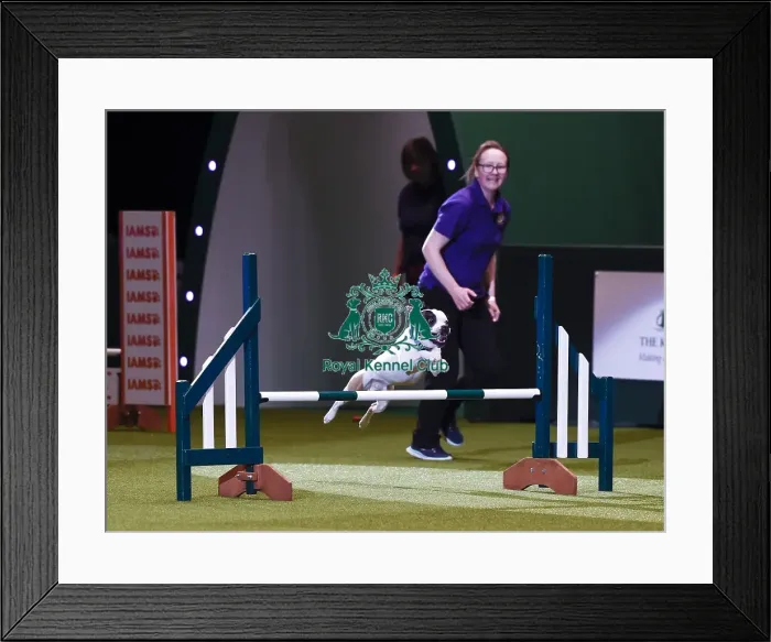 Framed Print : Crufts 2019 - Day One, NEC, UK - 7 Mar 2019 Framed Print : Crufts 2019 - Day One, NEC, UK - 7 Mar 2019