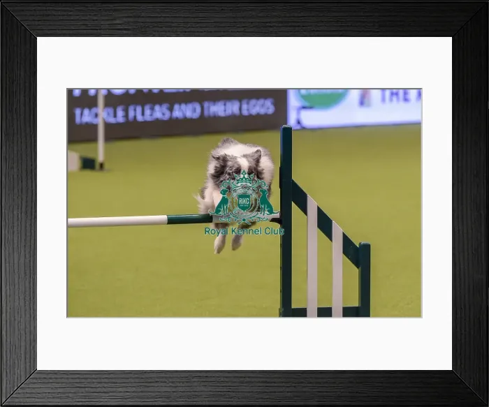 Framed Print : Crufts 2019 - Day One, NEC, UK - 7 Mar 2019 Framed Print : Crufts 2019 - Day One, NEC, UK - 7 Mar 2019