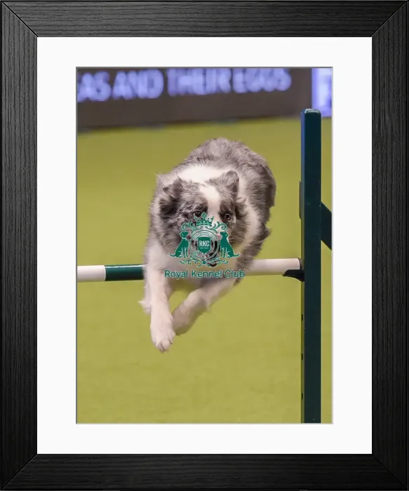 Framed Print : Crufts 2019 - Day One, NEC, UK - 7 Mar 2019 Framed Print : Crufts 2019 - Day One, NEC, UK - 7 Mar 2019