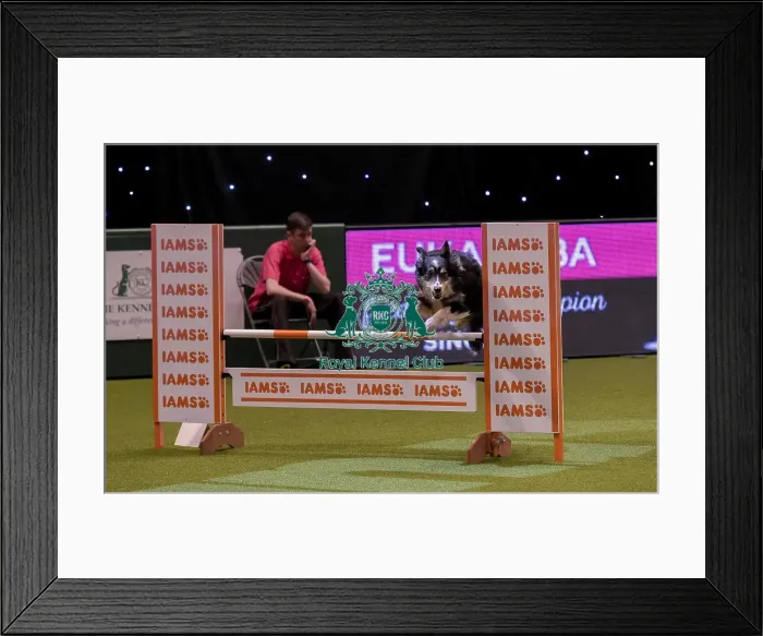 Framed Print : Crufts 2019 - Day One, NEC, UK - 7 Mar 2019 Framed Print : Crufts 2019 - Day One, NEC, UK - 7 Mar 2019