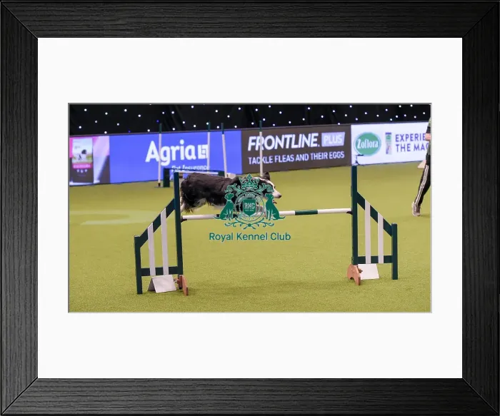 Framed Print : Crufts 2019 - Day One, NEC, UK - 7 Mar 2019 Framed Print : Crufts 2019 - Day One, NEC, UK - 7 Mar 2019