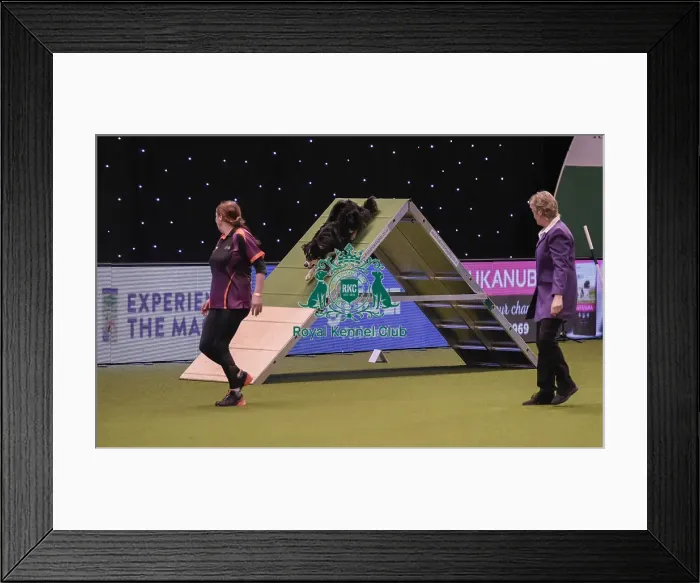 Framed Print : Crufts 2019 - Day One, NEC, UK - 7 Mar 2019 Framed Print : Crufts 2019 - Day One, NEC, UK - 7 Mar 2019