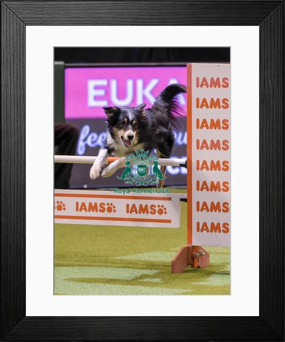 Framed Print : Crufts 2019 - Day One, NEC, UK - 7 Mar 2019 Framed Print : Crufts 2019 - Day One, NEC, UK - 7 Mar 2019