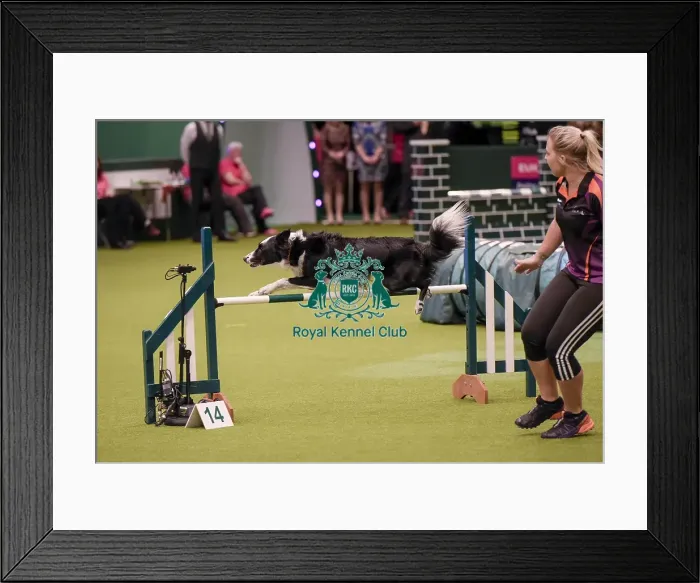 Framed Print : Crufts 2019 - Day One, NEC, UK - 7 Mar 2019 Framed Print : Crufts 2019 - Day One, NEC, UK - 7 Mar 2019