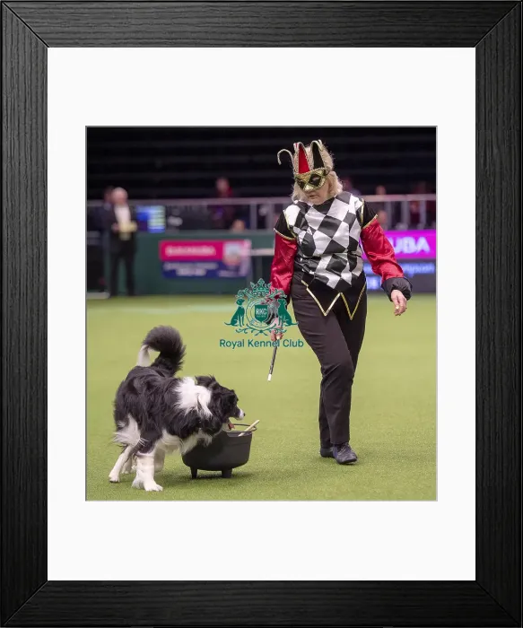Framed Print : Crufts 2019 - Day One, NEC, UK - 7 Mar 2019 Framed Print : Crufts 2019 - Day One, NEC, UK - 7 Mar 2019