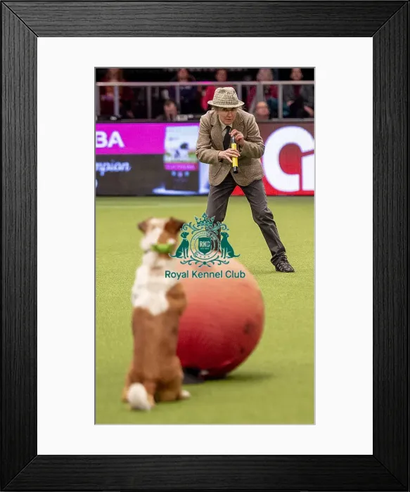 Framed Print : Crufts 2019 - Day One, NEC, UK - 7 Mar 2019 Framed Print : Crufts 2019 - Day One, NEC, UK - 7 Mar 2019