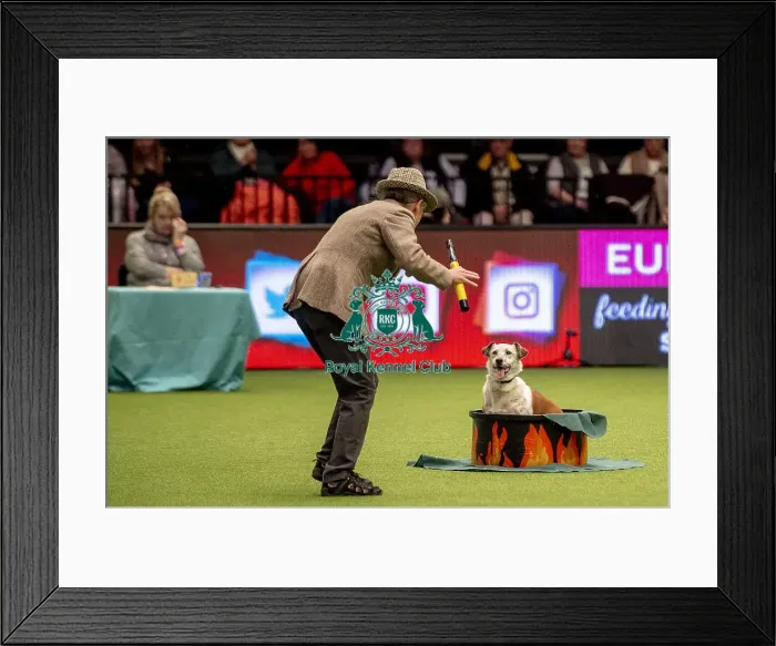 Framed Print : Crufts 2019 - Day One, NEC, UK - 7 Mar 2019 Framed Print : Crufts 2019 - Day One, NEC, UK - 7 Mar 2019