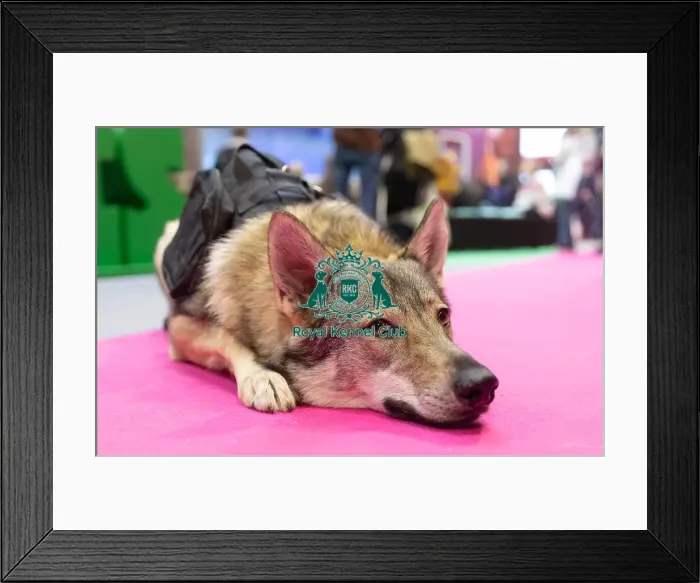 Framed Print : Vulric - Czechoslovakian Wolf Dog with Rachel Bailey and Lora Mi
