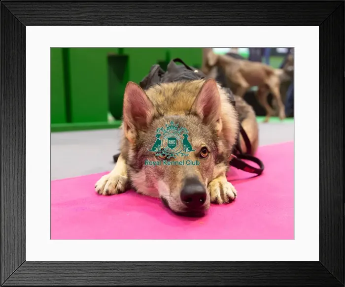 Framed Print : Vulric - Czechoslovakian Wolf Dog with Rachel Bailey and Lora Mi