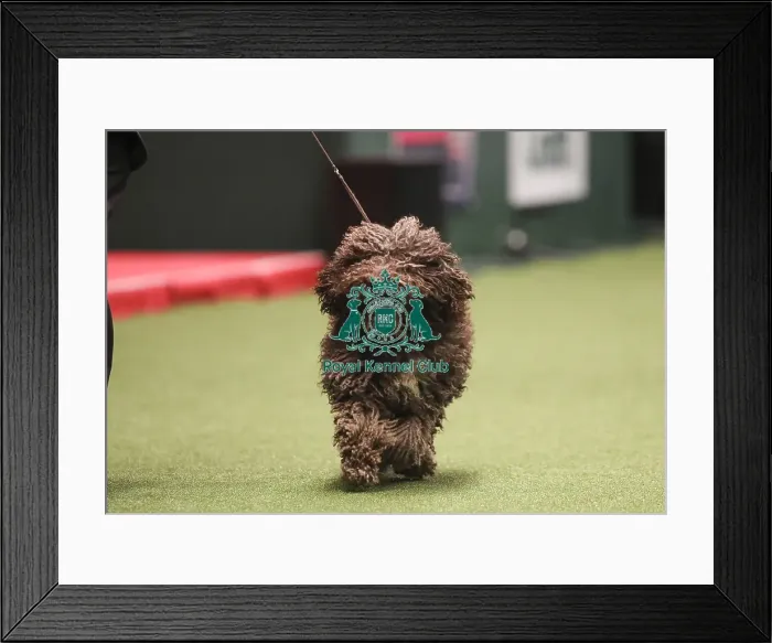 Framed Print : Crufts 2019 - Best of Breed Framed Print : Crufts 2019 - Best of Breed