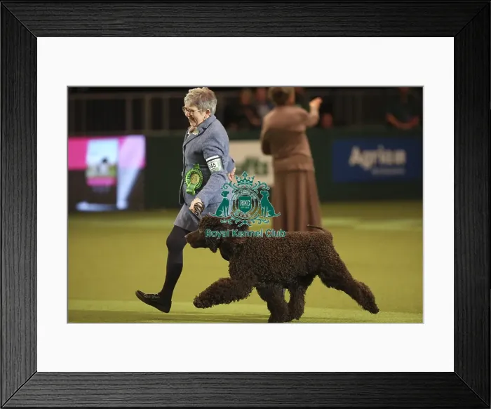 Framed Print : Crufts 2019 - Best of Breed Framed Print : Crufts 2019 - Best of Breed