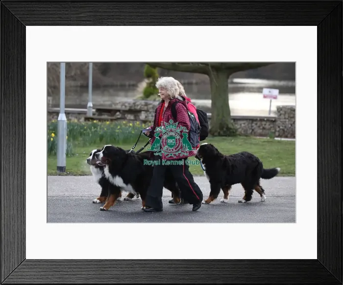Framed Print : Crufts 2019 - Day Two, NEC, UK - 8 Mar 2019 Framed Print : Crufts 2019 - Day Two, NEC, UK - 8 Mar 2019