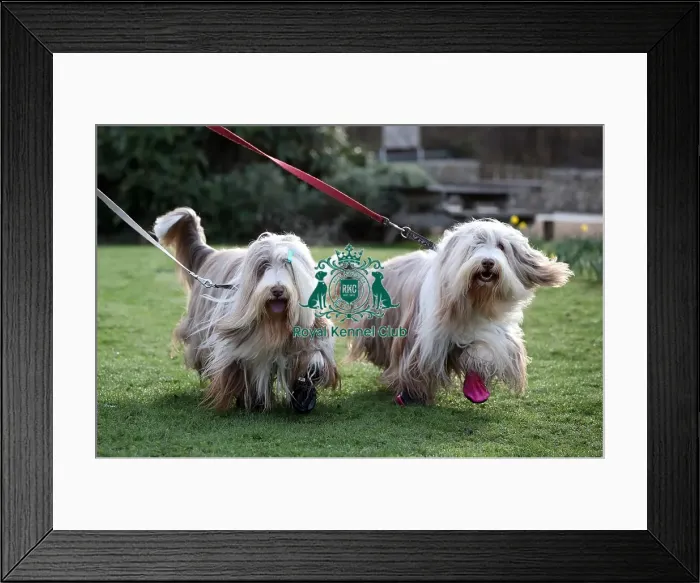 Framed Print : Crufts 2019 - Day Two, NEC, UK - 8 Mar 2019 Framed Print : Crufts 2019 - Day Two, NEC, UK - 8 Mar 2019