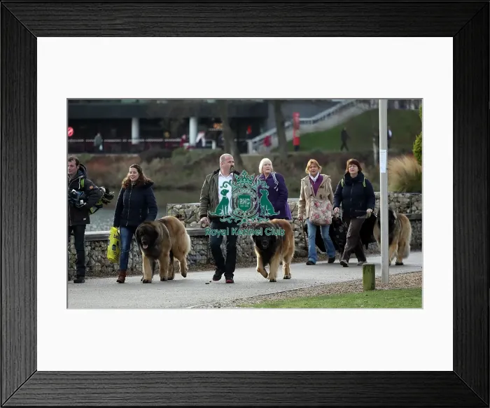 Framed Print : Crufts 2019 - Day Two, NEC, UK - 8 Mar 2019 Framed Print : Crufts 2019 - Day Two, NEC, UK - 8 Mar 2019