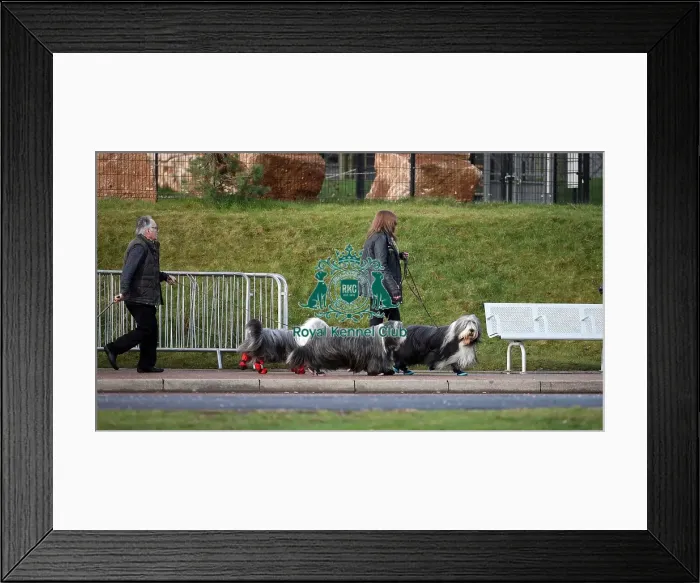 Framed Print : Crufts 2019 - Day Two, NEC, UK - 8 Mar 2019 Framed Print : Crufts 2019 - Day Two, NEC, UK - 8 Mar 2019