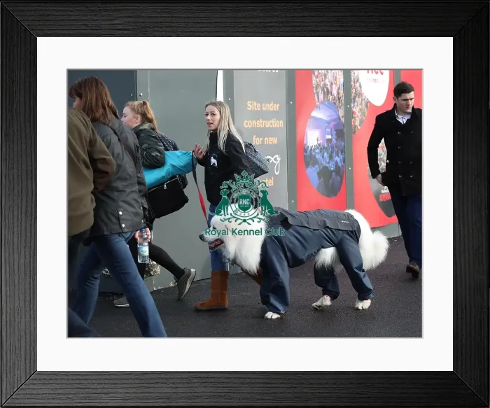 Framed Print : Crufts 2019 - Day Two, NEC, UK - 8 Mar 2019 Framed Print : Crufts 2019 - Day Two, NEC, UK - 8 Mar 2019